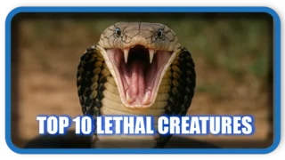 Most Dangerous Venoms in the World: Top 10 Lethal Creatures