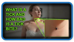 What Is a Tick and How Dangerous Is a Tick Bite