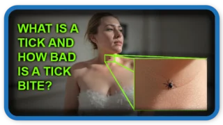 Small Bite, Big Problem How Dangerous Is a Tick Bite?