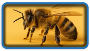 The Miraculous World of Honey and Bees