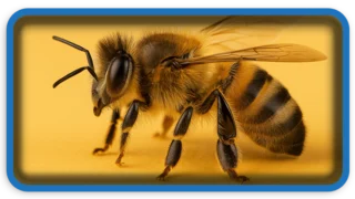 World of Honey and Bees 14 Fascinating Facts You Didn’t Know