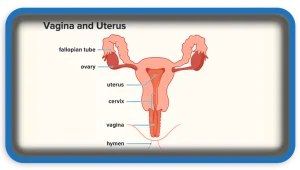 Things Women Want Men to Know About the Vagina