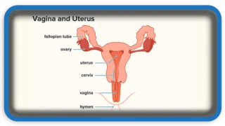 Things Women Want Men to Know About the Vagina