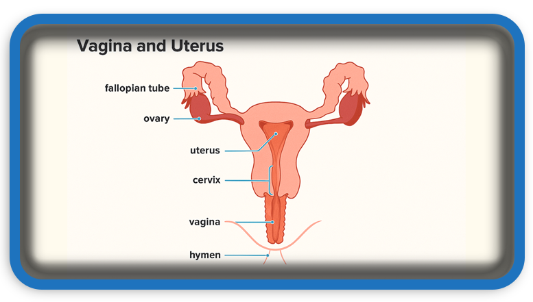 Things Women Want Men to Know About the Vagina