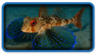 Flying Gurnard The Winged Fish of the Ocean
