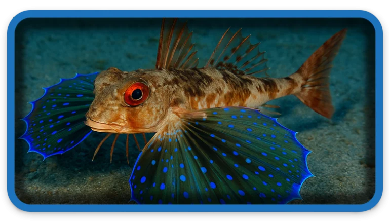 Flying Gurnard The Winged Fish of the Ocean