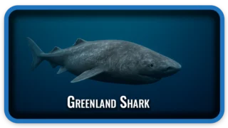Greenland Shark The World’s Longest-Living Vertebrate