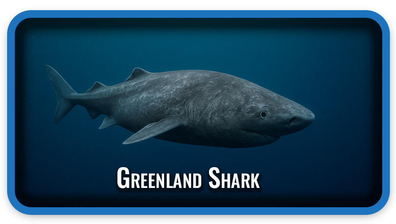 Greenland Shark The World’s Longest-Living Vertebrate