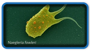 How to Protect Yourself from Naegleria fowleri
