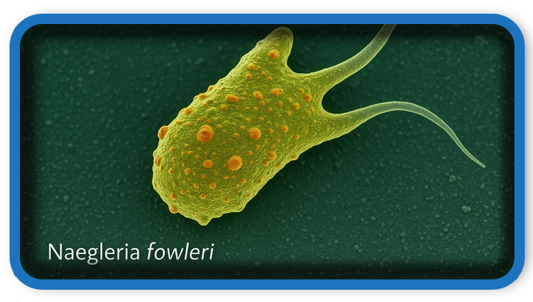 How to Protect Yourself from Naegleria fowleri