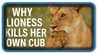 Lioness Bites Her Cub’s Head Off Why It Happens