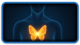 The Thyroid Gland Controls Everything Complete Guide to Health
