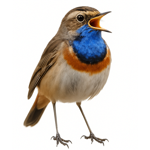 Bluethroat (Luscinia svecica)