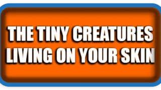 Demodex Mites: The Tiny Creatures Living on Your Skin Explained