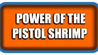 The Incredible Power of the Pistol Shrimp