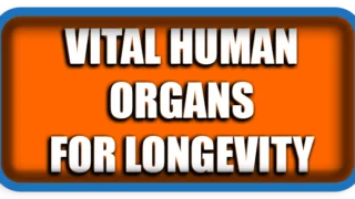 Vital Organs That Sustain Human Life