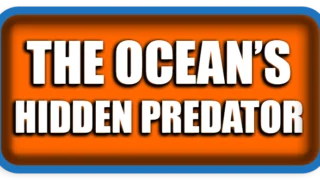 The Ocean’s Hidden Predator
