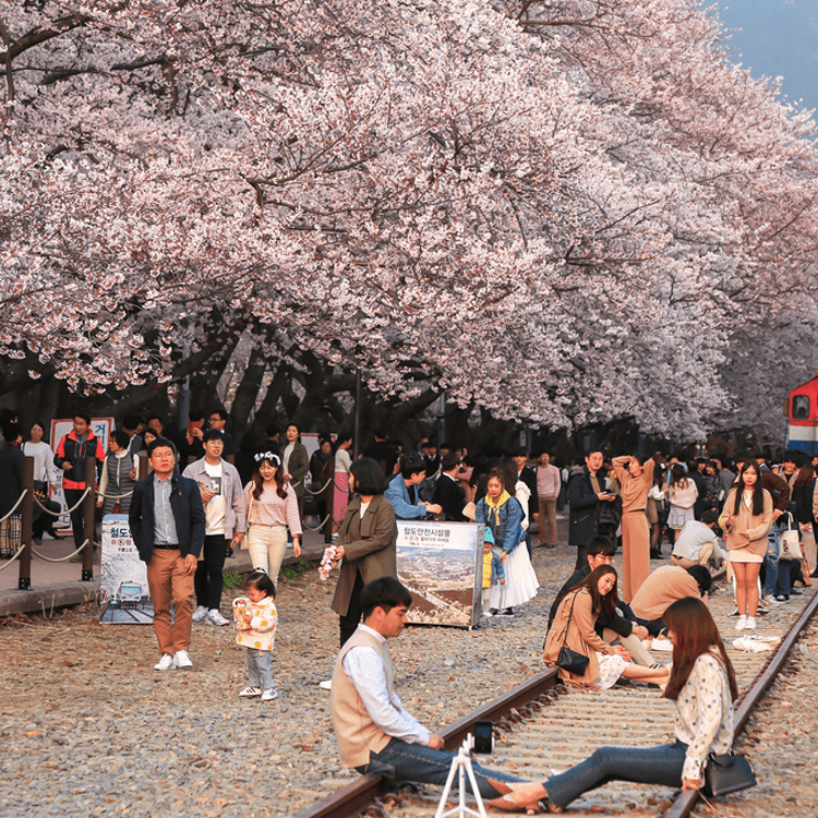 Why Choose Japan as Your Next Vacation Destination