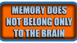 When Memory Does Not Belong Only to the Brain