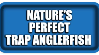 Nature’s Perfect Trap at 2,800 m