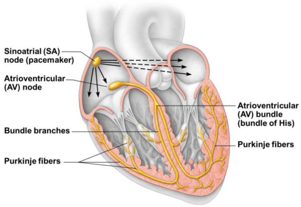 The heart more than an organ
