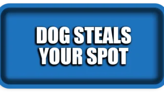 Why Your Dog Steals Your Spot on the Couch